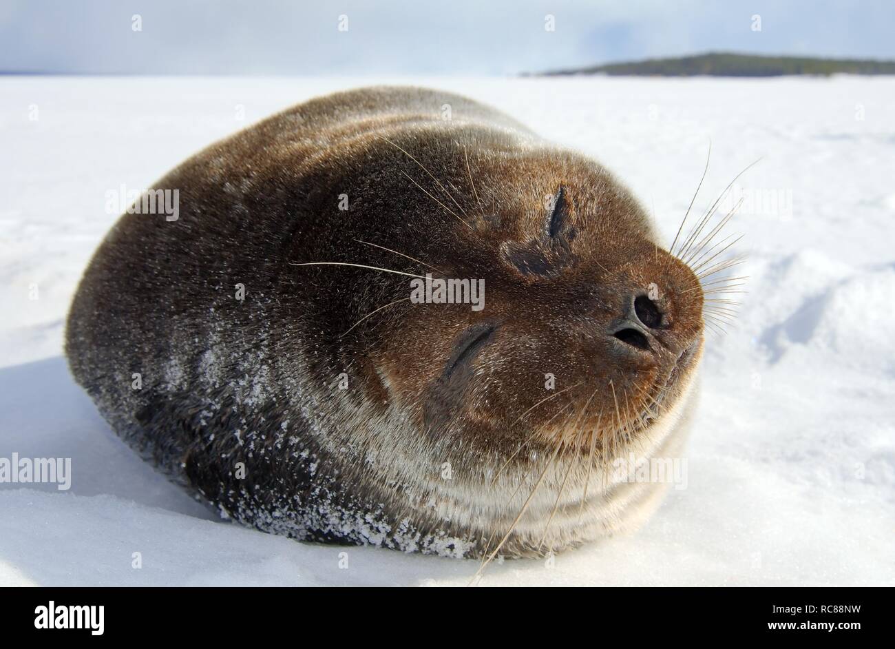 Ringed seal (Pusa hispida), White Sea, Kareliya, north Russia, Arctic Stock Photo