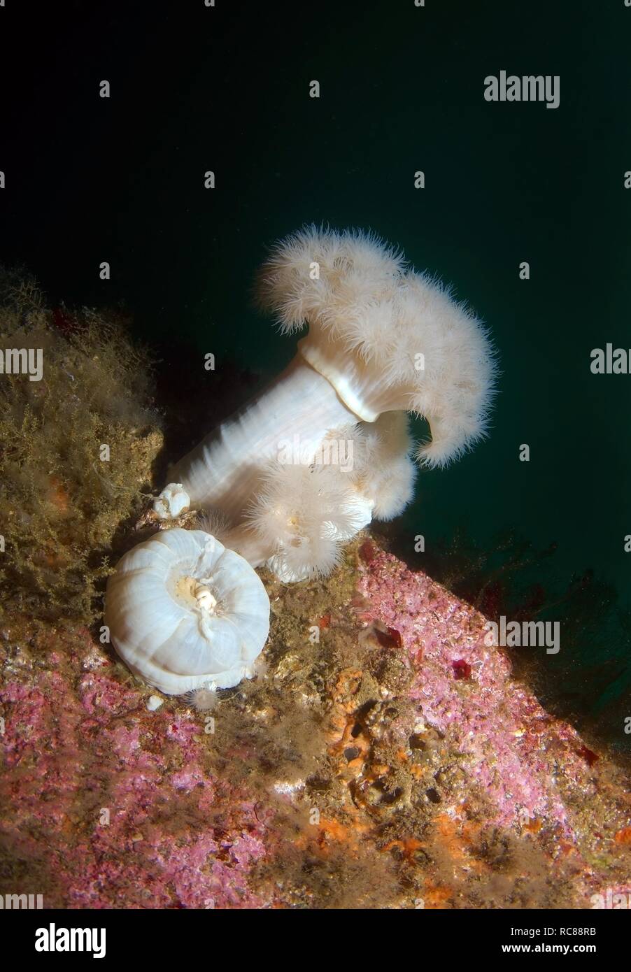 Giant plumose anemone or White-plumed anemone (Metridium giganteum), Barents Sea, Russia, Arctic Stock Photo