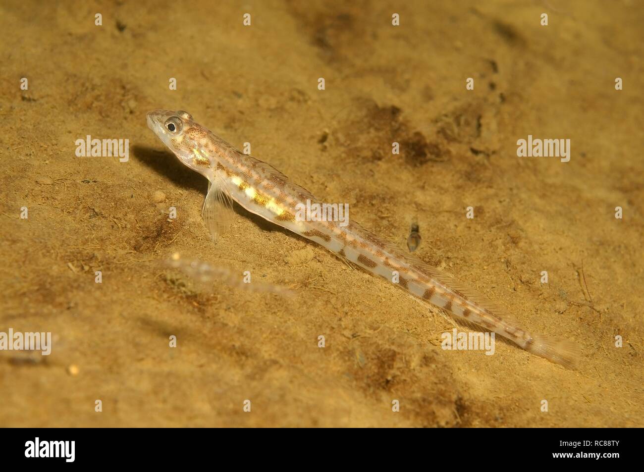 Bondage porno Porno ayol ziyofatda erini aldagan