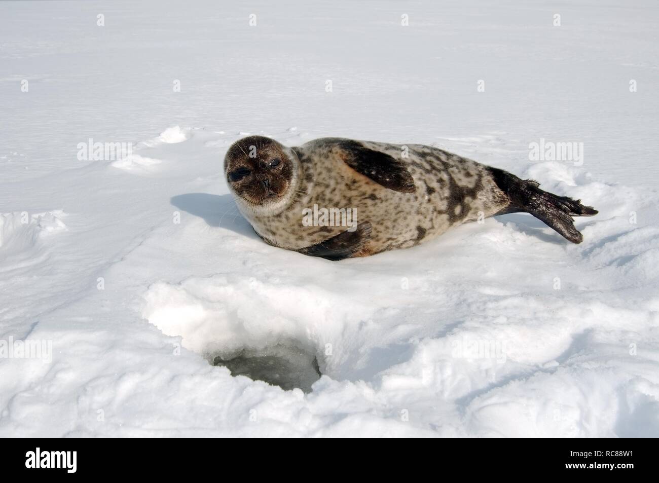 Ringed seal (Pusa hispida), Kareliya, north Russia, White Sea, Arctic Stock Photo