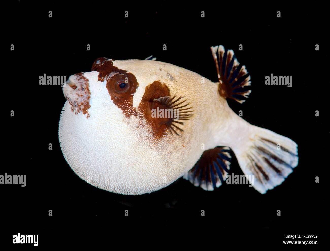 Masked Puffer arothron Diadematus Red Sea Egypt Africa Stock Photo Masked Puffer arothron Diadematus Red Sea Egypt Africa Stock Photo