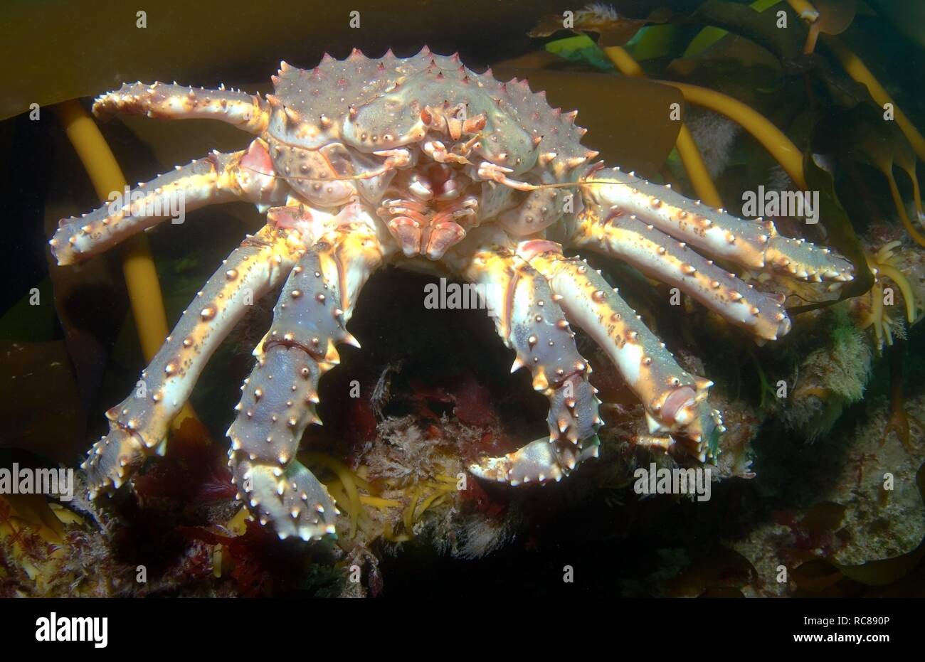 Red King crab (Paralithodes camtschaticus), Barents Sea, Russia, Arctic Stock Photo