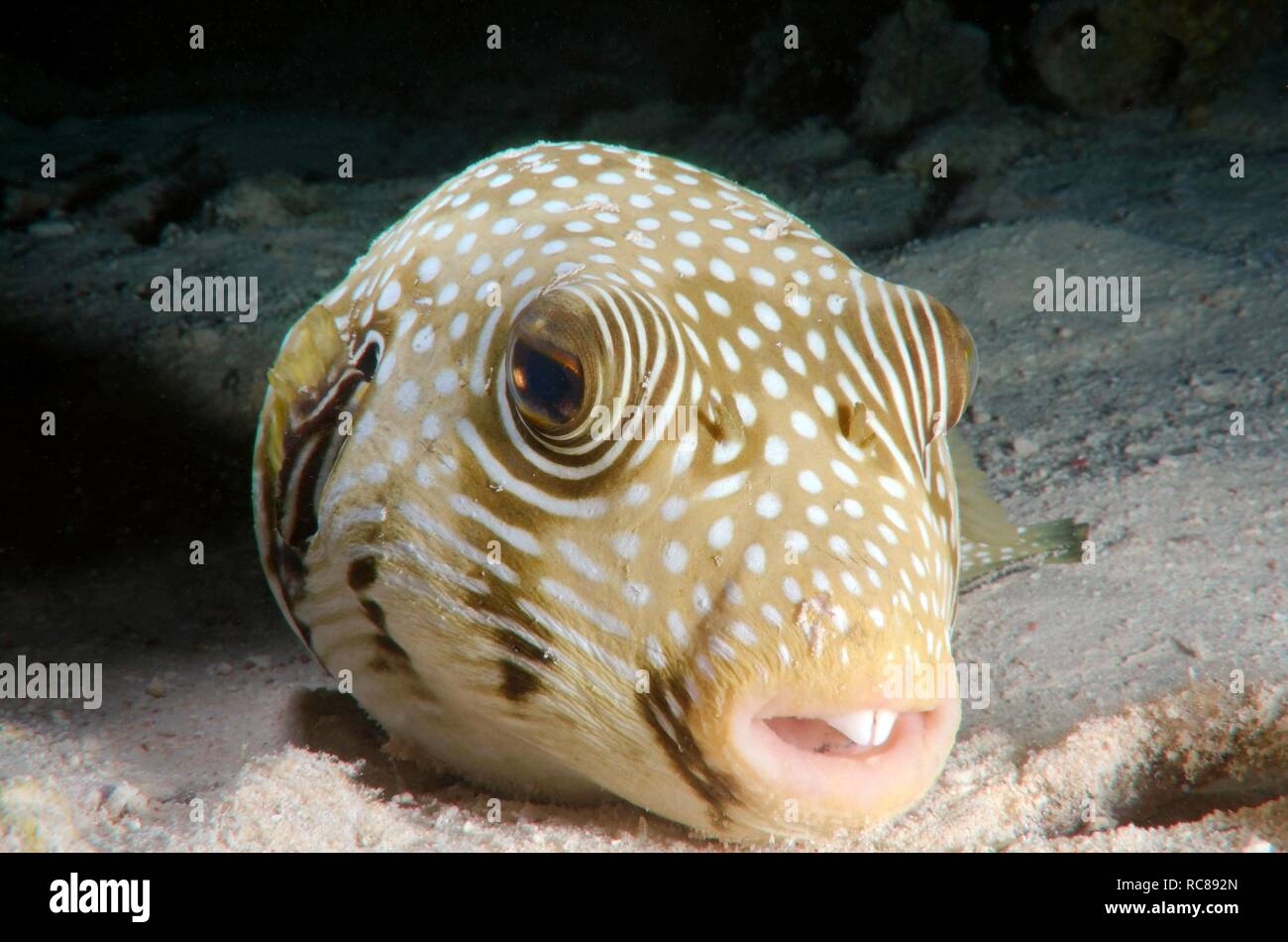 White-spotted puffer (Arothron hispidus), Red Sea, Egypt, Africa Stock Photo