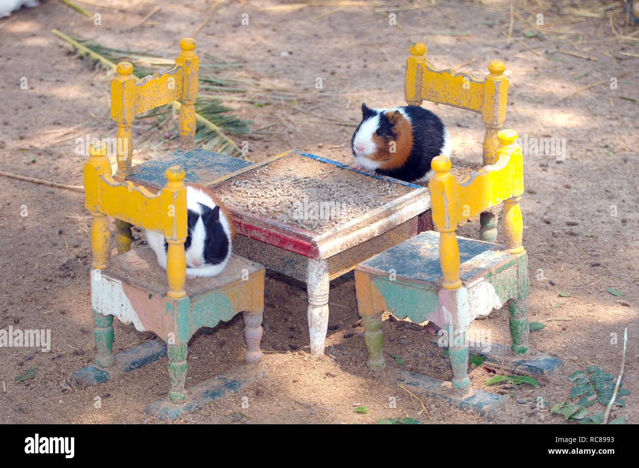 Guinea Pigs Cavia Porcellus Sitting On Miniature Chairs At A guinea-pigs-cavia-porcellus-sitting-on-miniature-chairs-at-a