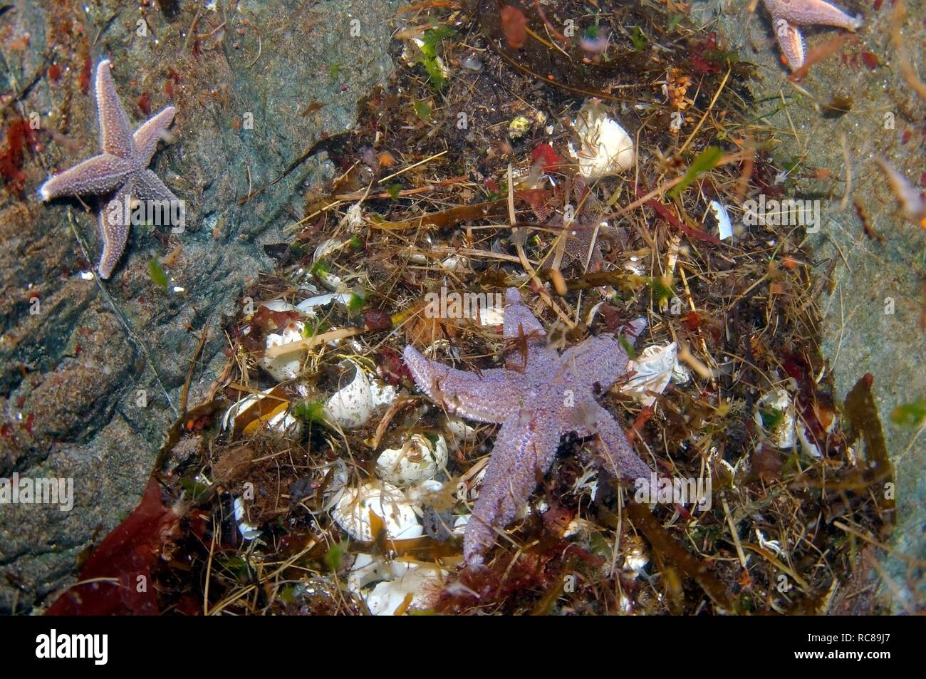 Common Starfish (Asterias rubens) and eggs of Common murres or Common guillemots (Uria aalge), Barents Sea, Russia, Arctic Stock Photo