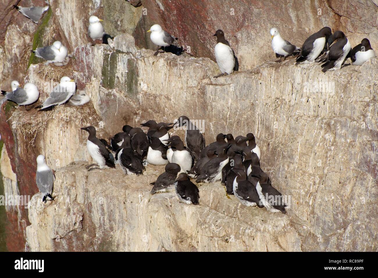 Common murres or Common guillemots (Uria aalge), Barents Sea, Russia, Arctic Stock Photo