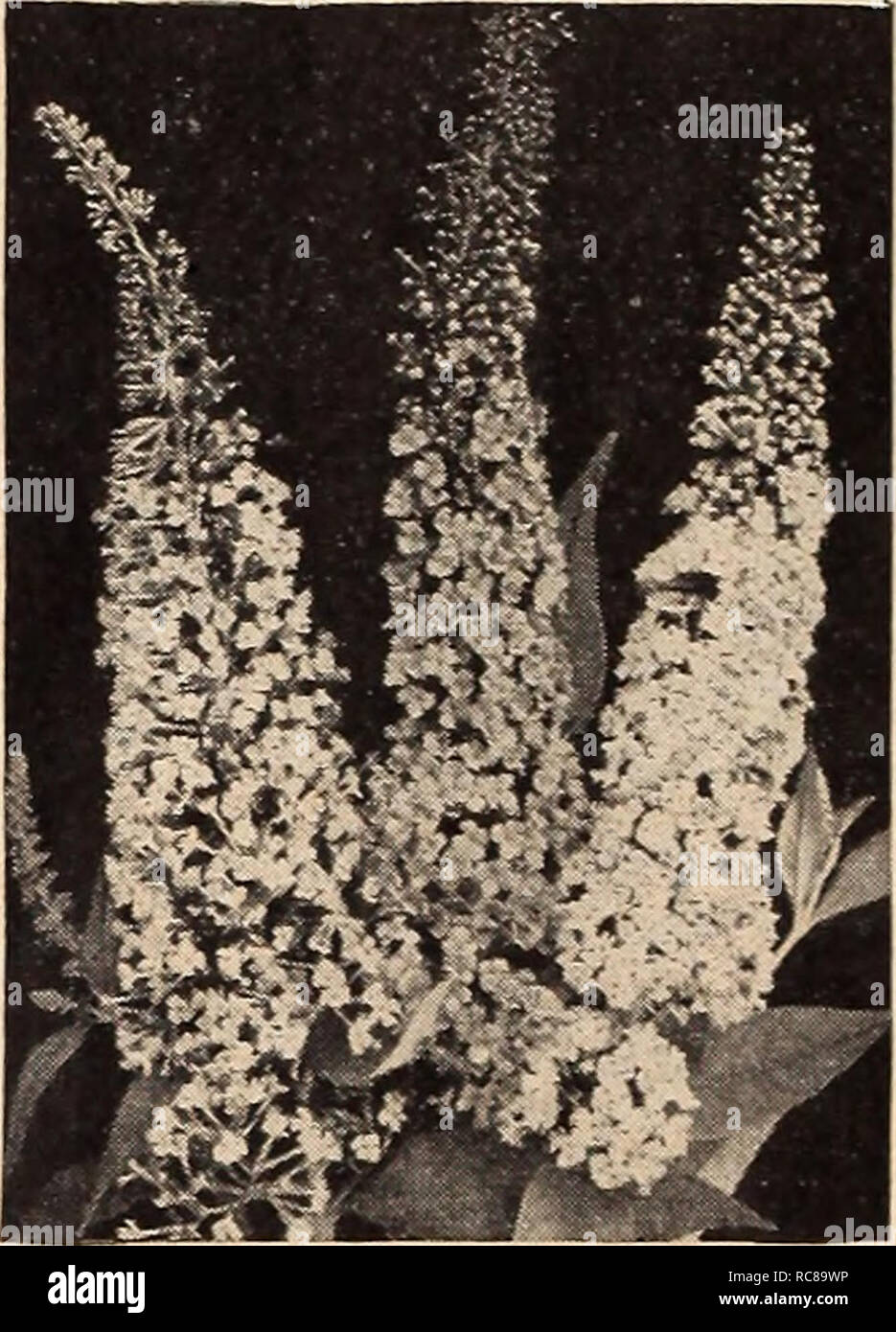 . Dreer's garden book for 1942. Seeds Catalogs; Nursery stock Catalogs; Gardening Equipment and supplies Catalogs; Flowers Seeds Catalogs; Vegetables Seeds Catalogs; Fruit Seeds Catalogs. Abelia chinensis grandiflora Abelia- -Bush Arbutus (M One of the best flowering shrubs for foundation planting in combination with Evergreens and other shrubs. They bloom profusely throughout the summer and are most successful in a sheltered situation or where winters are not too severe. 26-101 Chinensis grandiflora. . compact growing evergreen shrub of medium size producing in summer and fall showy clusters Stock Photo