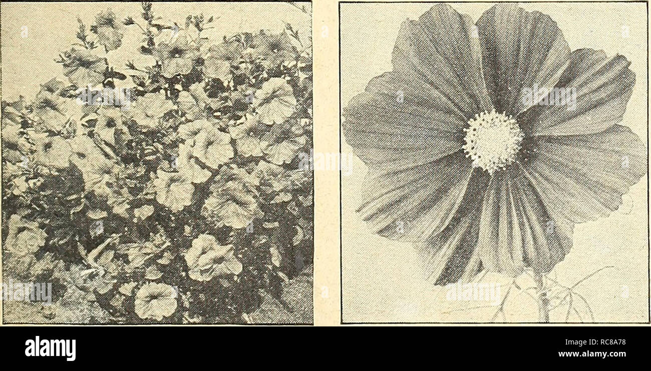 . Dreer's garden book for 1943. Seeds Catalogs; Nursery stock Catalogs; Gardening Equipment and supplies Catalogs; Flowers Seeds Catalogs; Vegetables Seeds Catalogs; Fruit Seeds Catalogs. Mangold Sunkist ^5 &quot;''^â p 'gfete^ â â¢ i Petunia gloo , All America Selections for 1943 Silver Medal Awards Petunia Â© 3412 America Alldouble Distinctly different from all other double Petunias, â lOO^o true for doubleness. This is the first ot the &quot;All- double Petunias&quot; originated in this country to be offered to American gar- deners. The plants branch freely but retain a desirable compactne Stock Photo