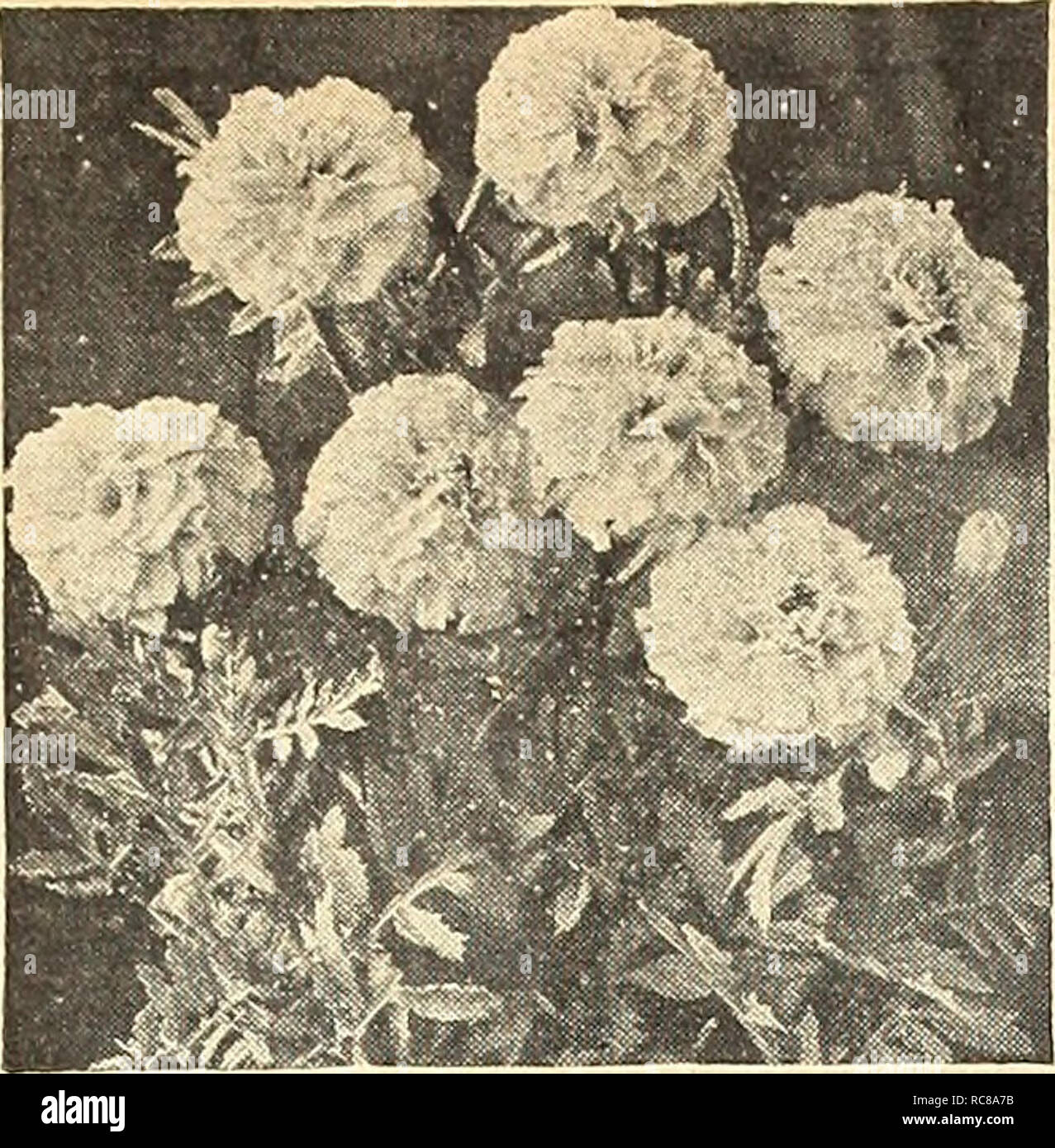 . Dreer's garden book for 1943. Seeds Catalogs; Nursery stock Catalogs; Gardening Equipment and supplies Catalogs; Flowers Seeds Catalogs; Vegetables Seeds Catalogs; Fruit Seeds Catalogs. Petunia Amcii&lt;-.i Alldouble. Mangold Sunkist ^5 &quot;''^â p 'gfete^ â â¢ i Petunia gloo , All America Selections for 1943 Silver Medal Awards Petunia Â© 3412 America Alldouble Distinctly different from all other double Petunias, â lOO^o true for doubleness. This is the first ot the &quot;All- double Petunias&quot; originated in this country to be offered to American gar- deners. The plants branch freely  Stock Photo