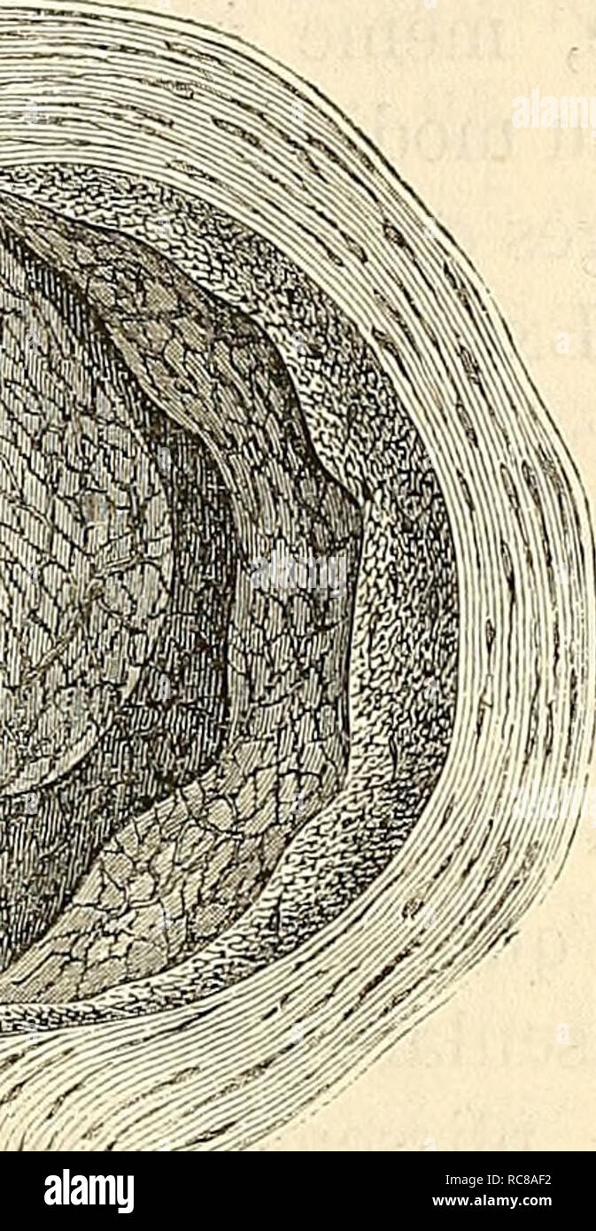 . Embryologie, ou, Traité complet du développement de l'homme et des animaux supérieurs. Embryology; Embryology. ENVELOPPES DE L ŒUF HUMAIN. 08/ thèse favorite, qui faisait de la caduque vraie le produit d'une exsudation de l'utérus. Les recherches de E. H. Weber et celles de Sharpey, qui le premier découvrit les glandes utérines sur un utérus authentique- ment gravide, tandis que Weber ne signalait pas la présence de l'œuf dans son observation et que l'utérus pouvait ainsi se trou-. Please note that these images are extracted from scanned page images that may have been digitally enhanced for  Stock Photo