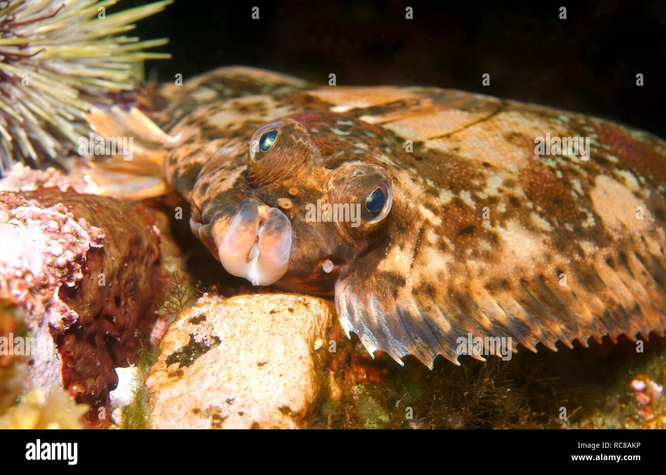 Arctic flounder (Liopsetta glacialis), Barents Sea, Russia, Arctic
