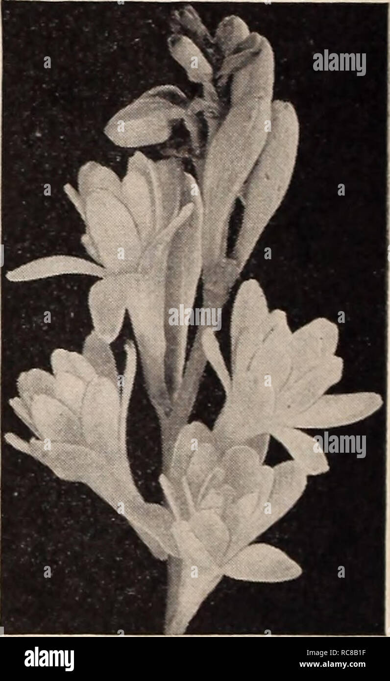 Dreer S Garden Book For 1941 Seeds Catalogs Nursery Stock