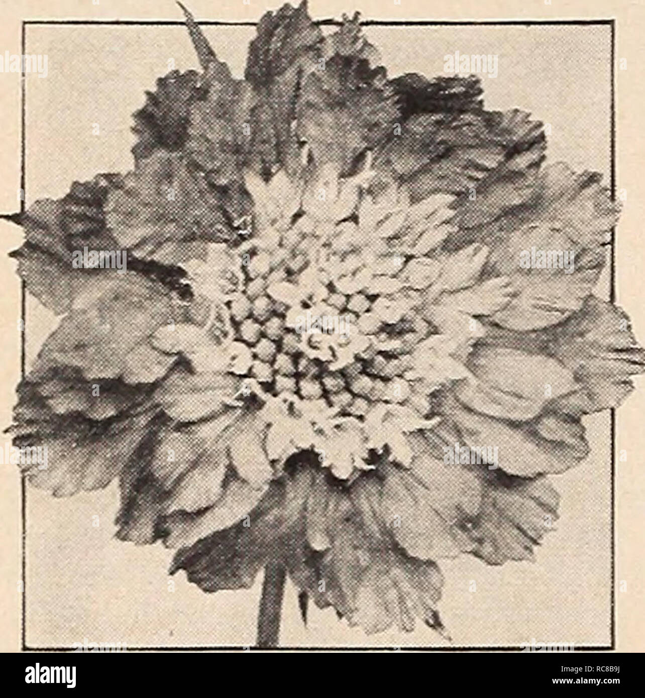. Dreer's garden book for 1941. Seeds Catalogs; Nursery stock Catalogs; Gardening Equipment and supplies Catalogs; Flowers Seeds Catalogs; Vegetables Seeds Catalogs; Fruit Seeds Catalogs. Dreer's Reliable FLOWER SEEDS Large-Flowering Scabiosa Mixed. Scabiosa caucasica, Giant Hybrids Saponaria ® &amp;n Soapwort 3867 Ocymoides, Brilliant. |hp] A Covered all summer long with small bright rose blooms. 9 in. tall. Pkt. 10c; large pkt. 25c; J oz. 40c. 3869 Vaccaria, Rose. ® A very pretty annual 2 feet tall bearing great masses of showy satiny pink flowers not unlike a glorified Gypsophila. Blooms al Stock Photo
