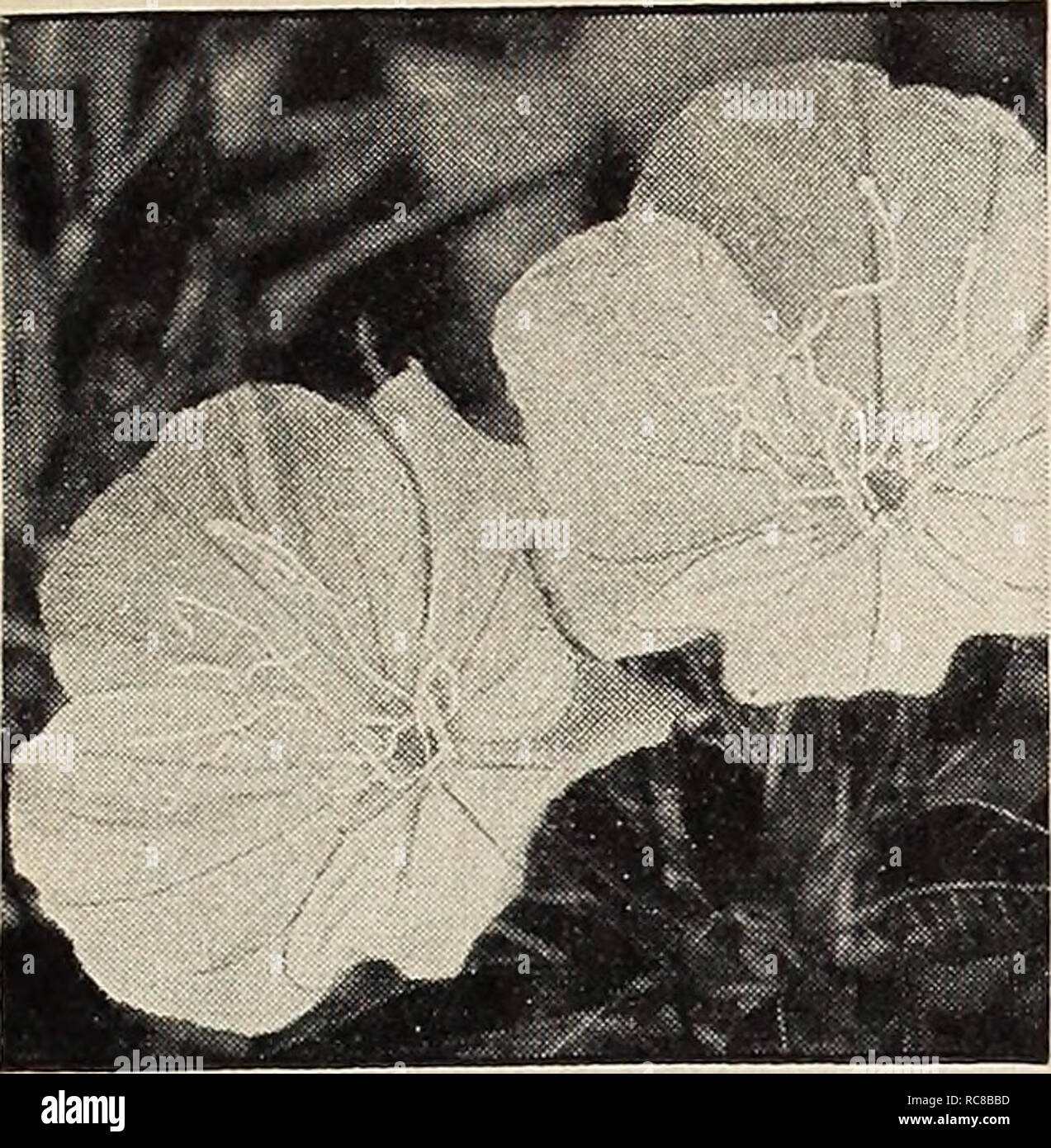 . Dreer's garden book for 1941. Seeds Catalogs; Nursery stock Catalogs; Gardening Equipment and supplies Catalogs; Flowers Seeds Catalogs; Vegetables Seeds Catalogs; Fruit Seeds Catalogs. HENRY A. DREER, Inc., Philadelphia, Pa.. Oenothera missouriensis Oenothera HI a Evening Primrose 3175 Missouriensis. A splendid hardy perennial for an exposed sunny position either in the border or the rockery. Large yellow flowers, fre- quently 5 inches in diameter, produced freely from June until August. 12 inches. Pkt. 15c; large pkt. 75c. Nierembergia ® a 3159 Coerulea (Hippomanica) (Blue Cups). A charmin Stock Photo