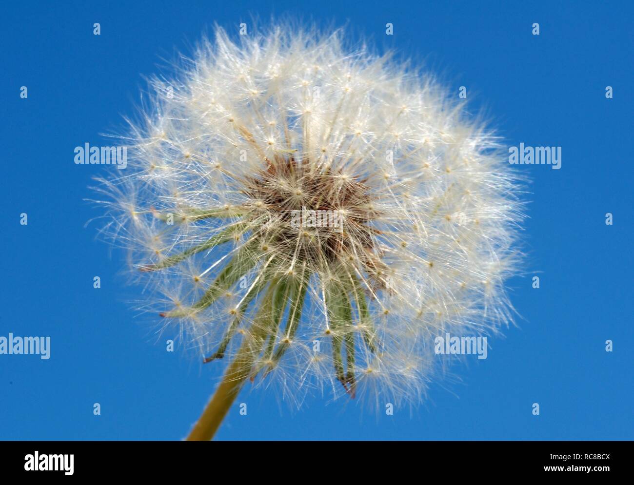 Dandelion taraxacum sp hi-res stock photography and images - Alamy