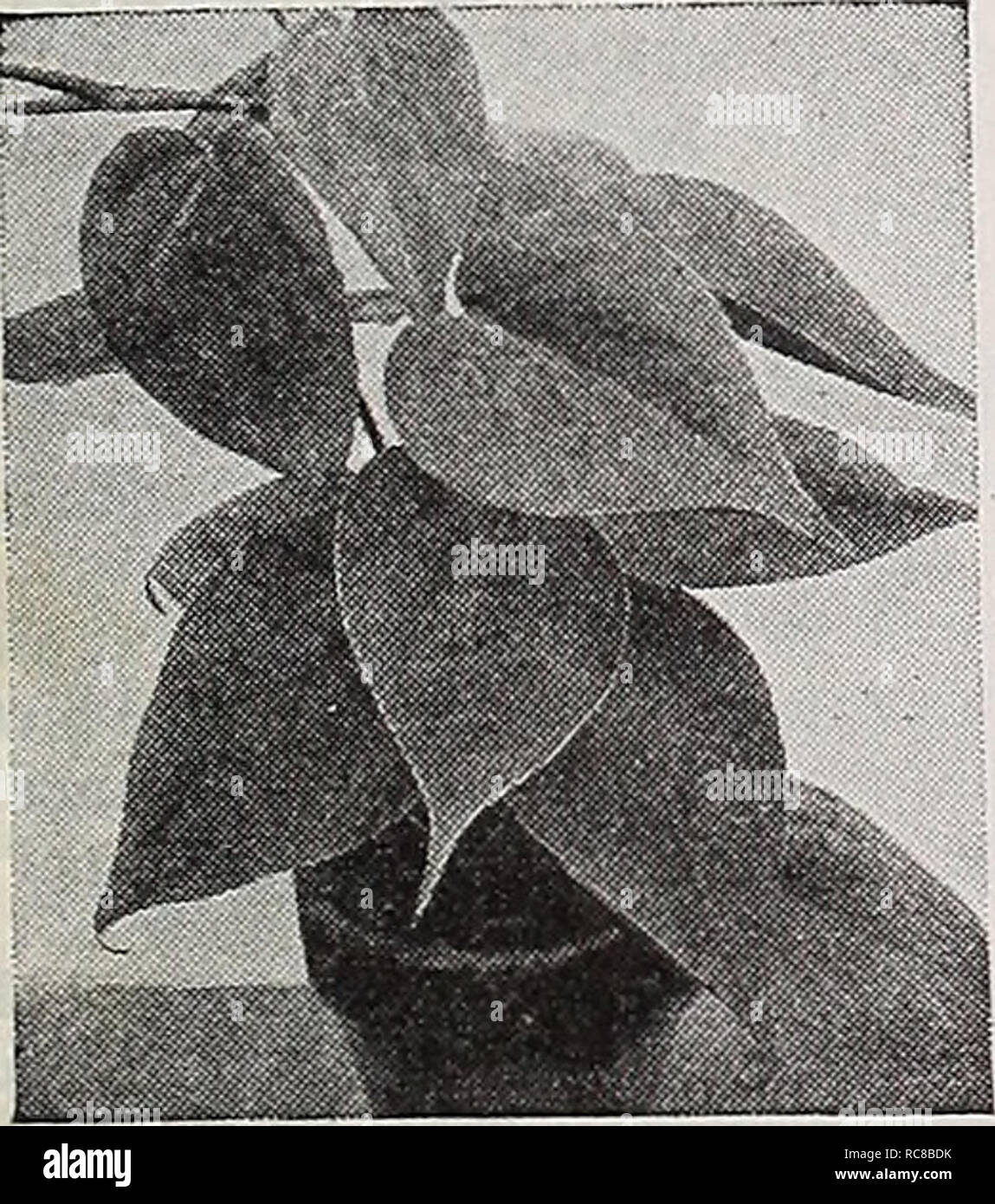 . Dreer's garden book for 1940. Seeds Catalogs; Nursery stock Catalogs; Gardening Equipment and supplies Catalogs; Flowers Seeds Catalogs; Vegetables Seeds Catalogs; Fruit Seeds Catalogs. Vitex macrophylla WliZX—Chaste Tree (T) 26-191 Macrophylla. This graceful shrub though very outstanding in every respect is comparatively little known. It bears showy large lavender-blue flower spikes during the summer and grows more than 10 feet tall unless pruned back. Given ample space it will develop into a truly magnificent specimen of dis- tinctive appearance. Even when not in bloom the attractive palma Stock Photo