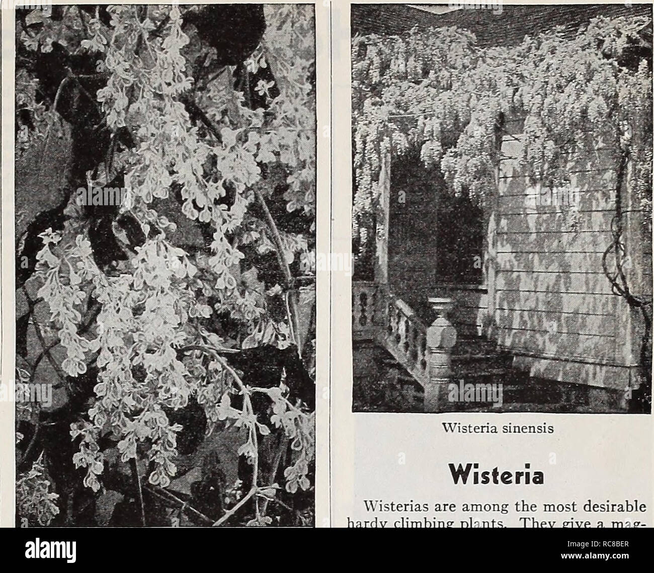 Dreer S Garden Book For 1940 Seeds Catalogs Nursery Stock
