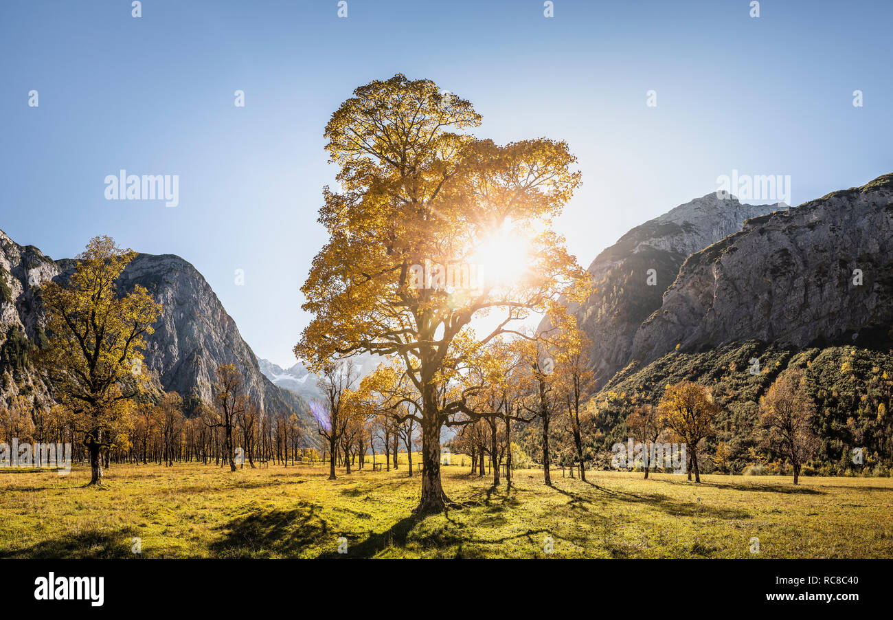 Sunlight through ancient maple trees, Karwendel region, Hinterriss, Tirol, Austria Stock Photo