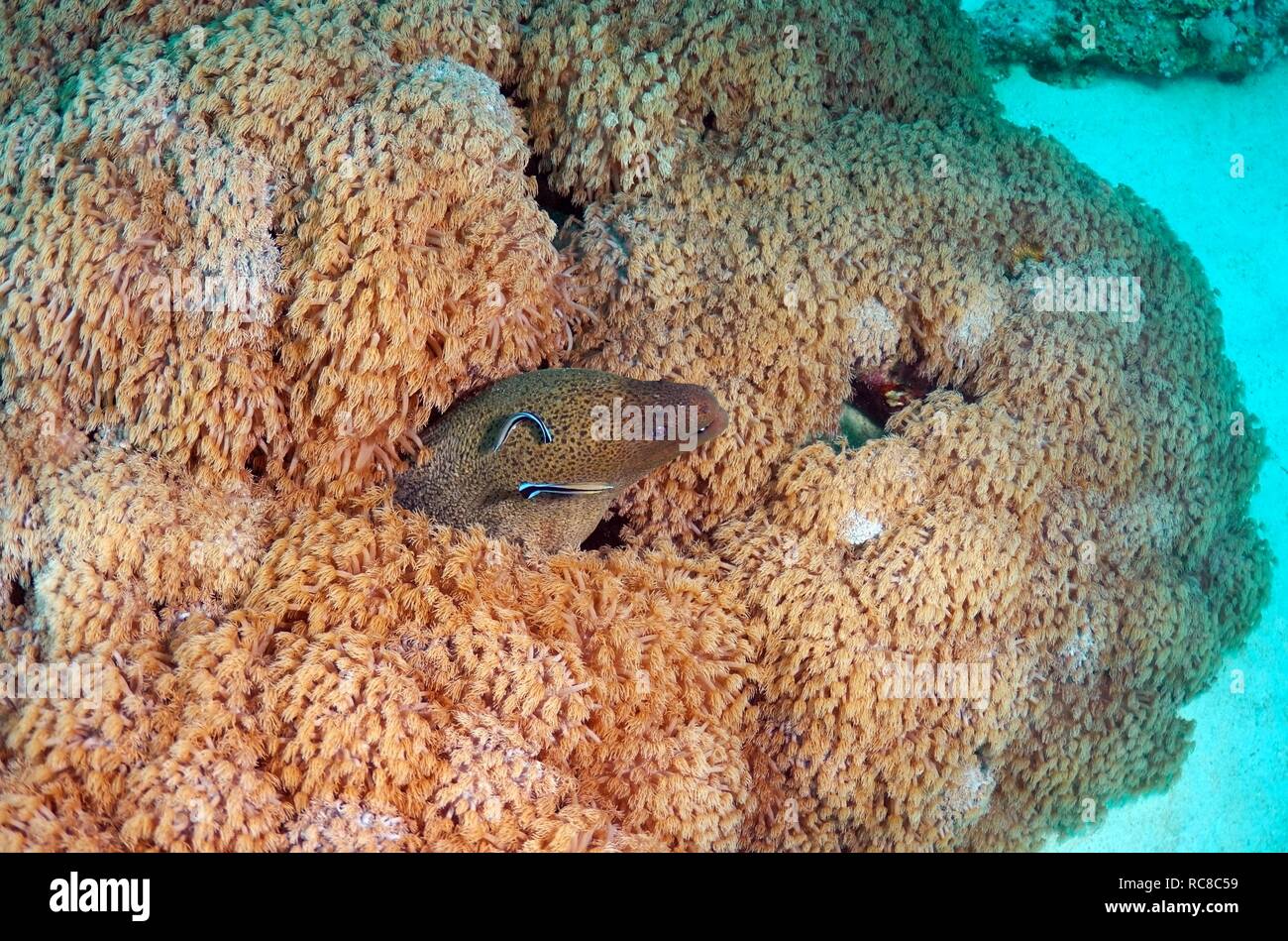 Giant moray (Gymnothorax javanicus), and cleanerfish, Sabre-toothed blenny, (Aspidontus taeniatus), Red Sea, Egypt, Africa Stock Photo