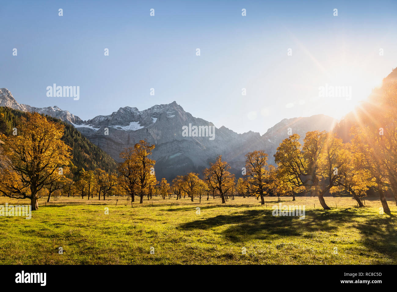 Landscape of ancient maple trees, Karwendel region, Hinterriss, Tirol, Austria Stock Photo