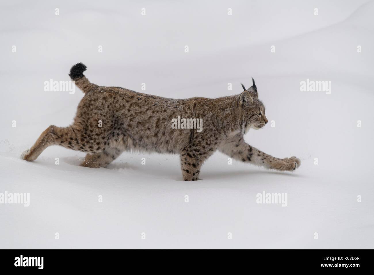 Eurasian lynx (Lynx lynx), male, runs in deep snow, captive, Bavarian Forest, Bavaria, Germany Stock Photo