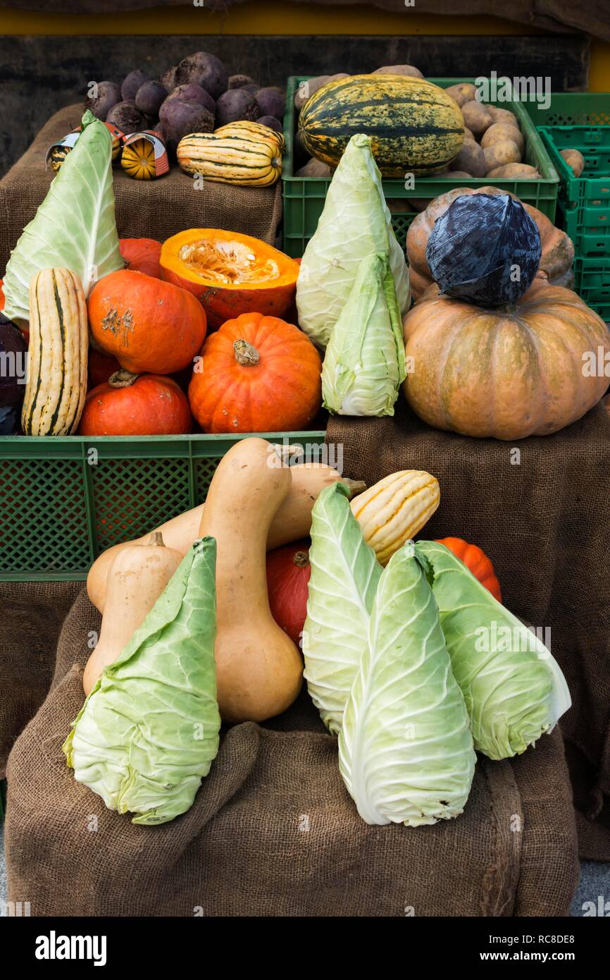 Vegetables, autumn vegetables, pointed cabbage, pumpkins, thanksgiving, Germany Stock Photo