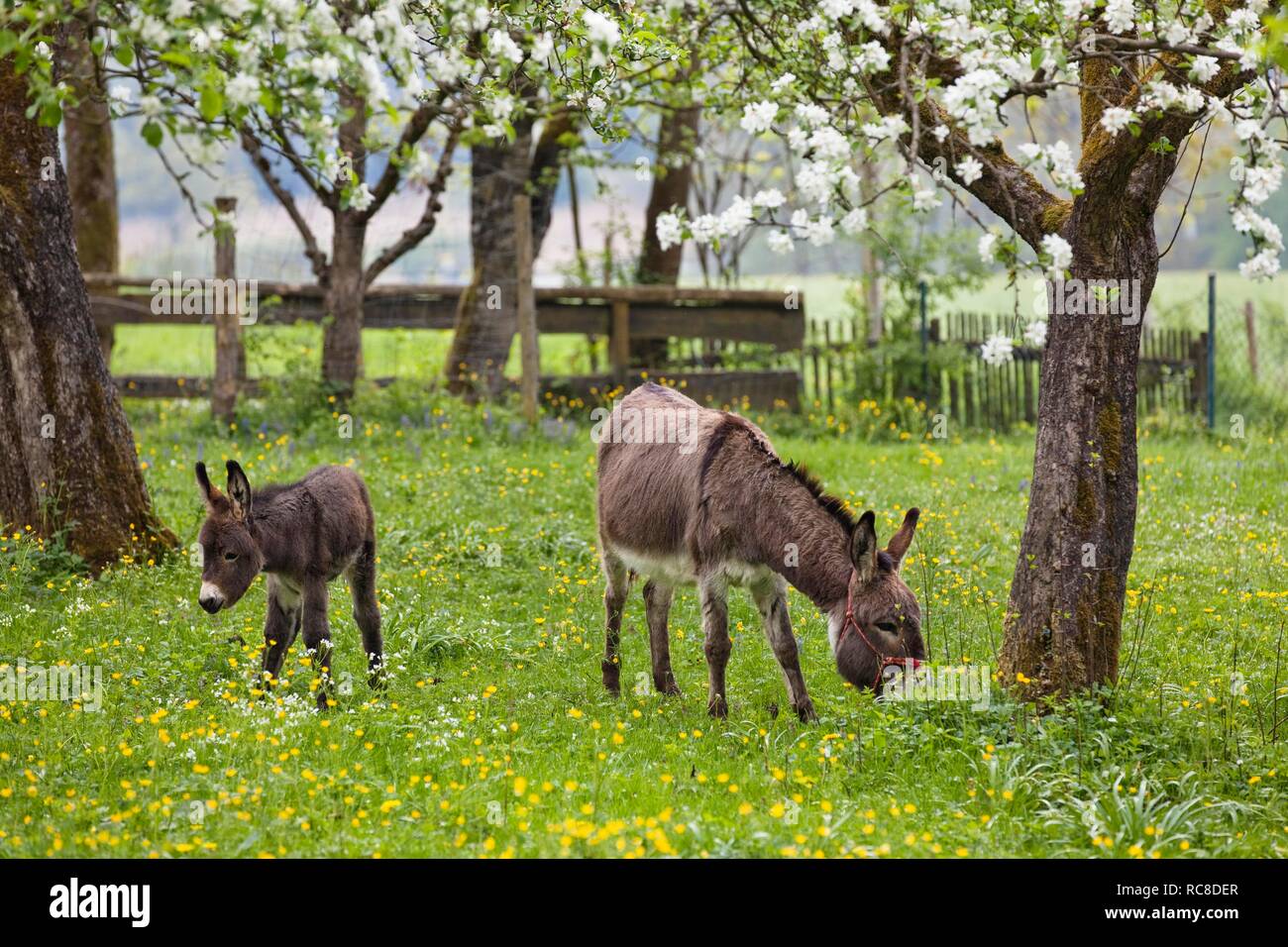 Donkey (Equus asinus) with foal in orchard, spring, Bavaria, Germany Stock Photo