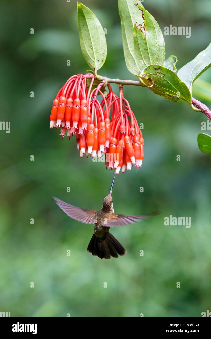 Bronzy Inca (Coeligena coeligena) on red blossom, flying, rainforest, cloud forest, northern Ecuador, Ecuador Stock Photo