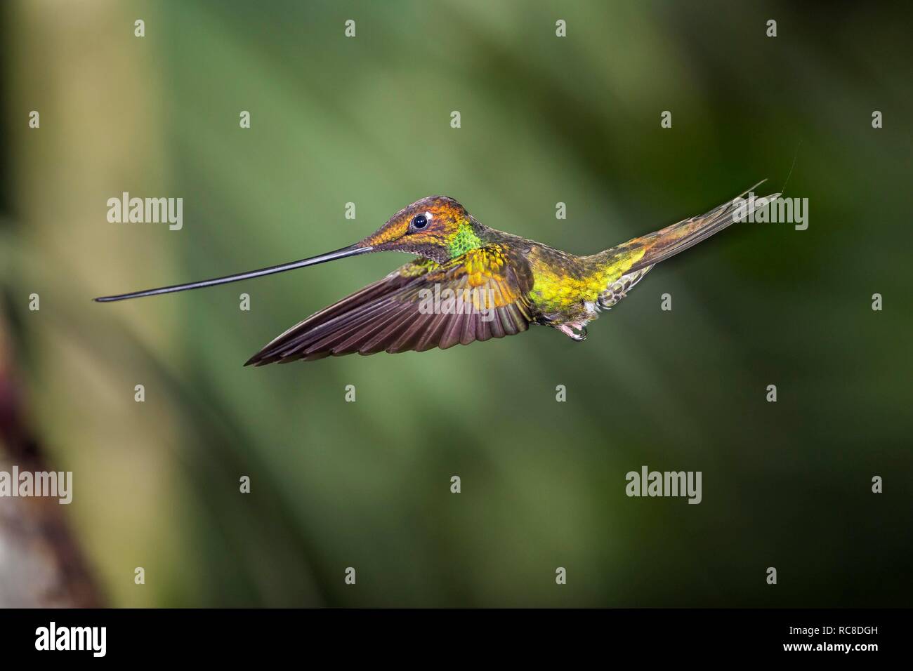 Sword-billed hummingbird (Ensifera ensifera) in flight, flying, rainforest, cloud forest, northern Ecuador, Ecuador Stock Photo