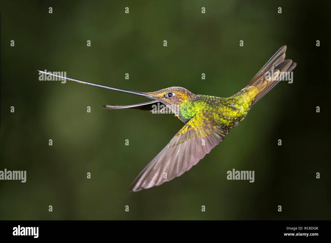 Sword-billed hummingbird (Ensifera ensifera) in flight, flying, rainforest, cloud forest, northern Ecuador, Ecuador Stock Photo