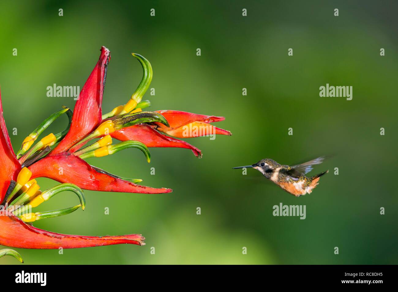 Purple-throated woodstar (Calliphlox mitchellii), female with red flower, flying, rainforest, cloud forest, northwestern Ecuador Stock Photo