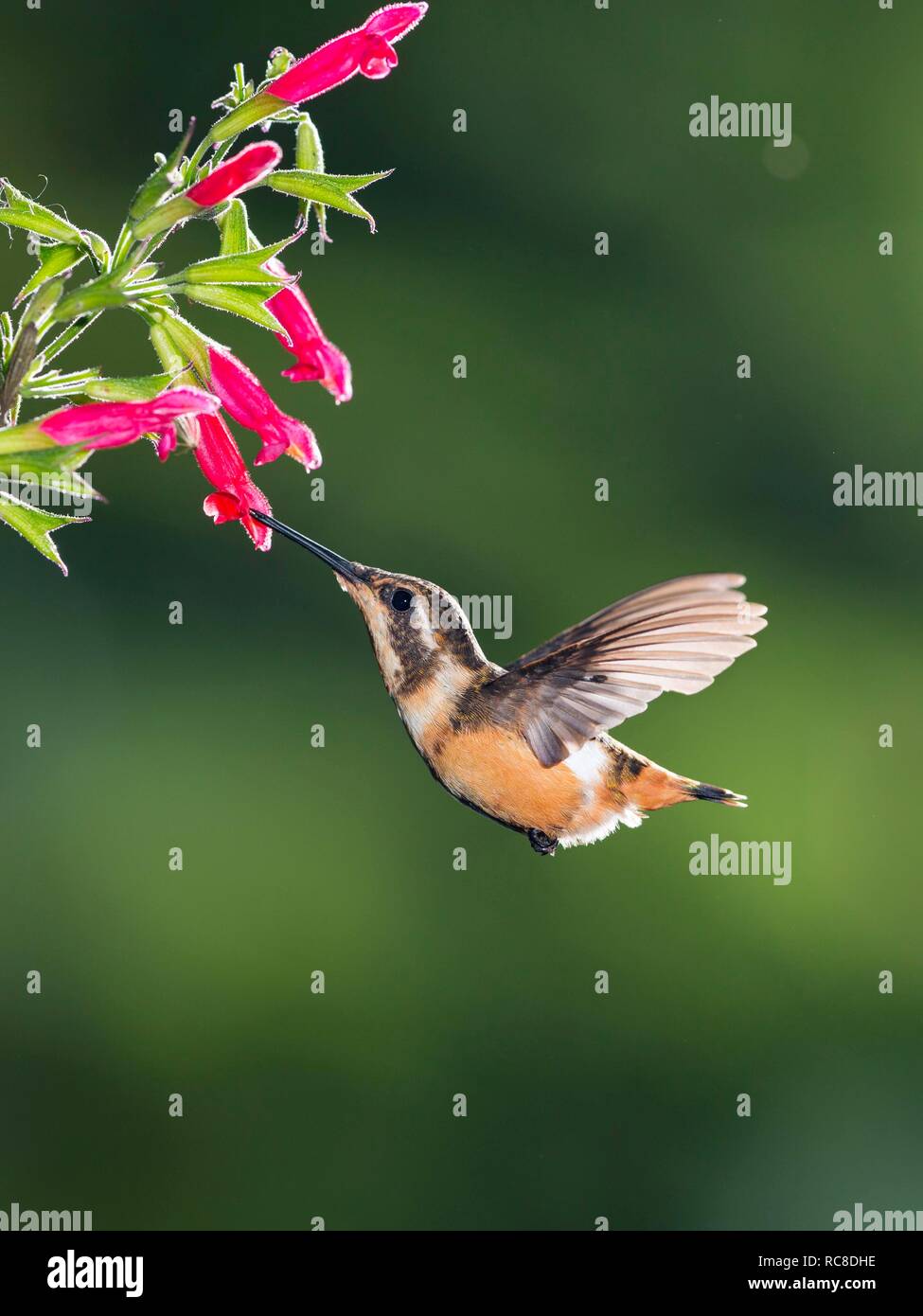 Purple-throated woodstar (Calliphlox mitchellii), female with pink flower, flying, rainforest, cloud forest Stock Photo