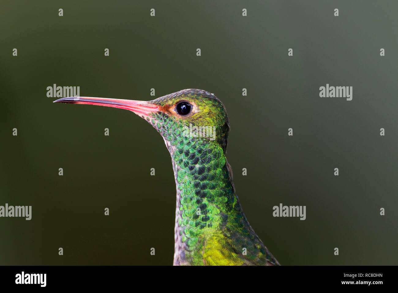 Rufous-tailed Hummingbird (Amazilia tzacatl), animal portrait, Rainforest, Cloud Forest, Northwest Ecuador, Ecuador Stock Photo
