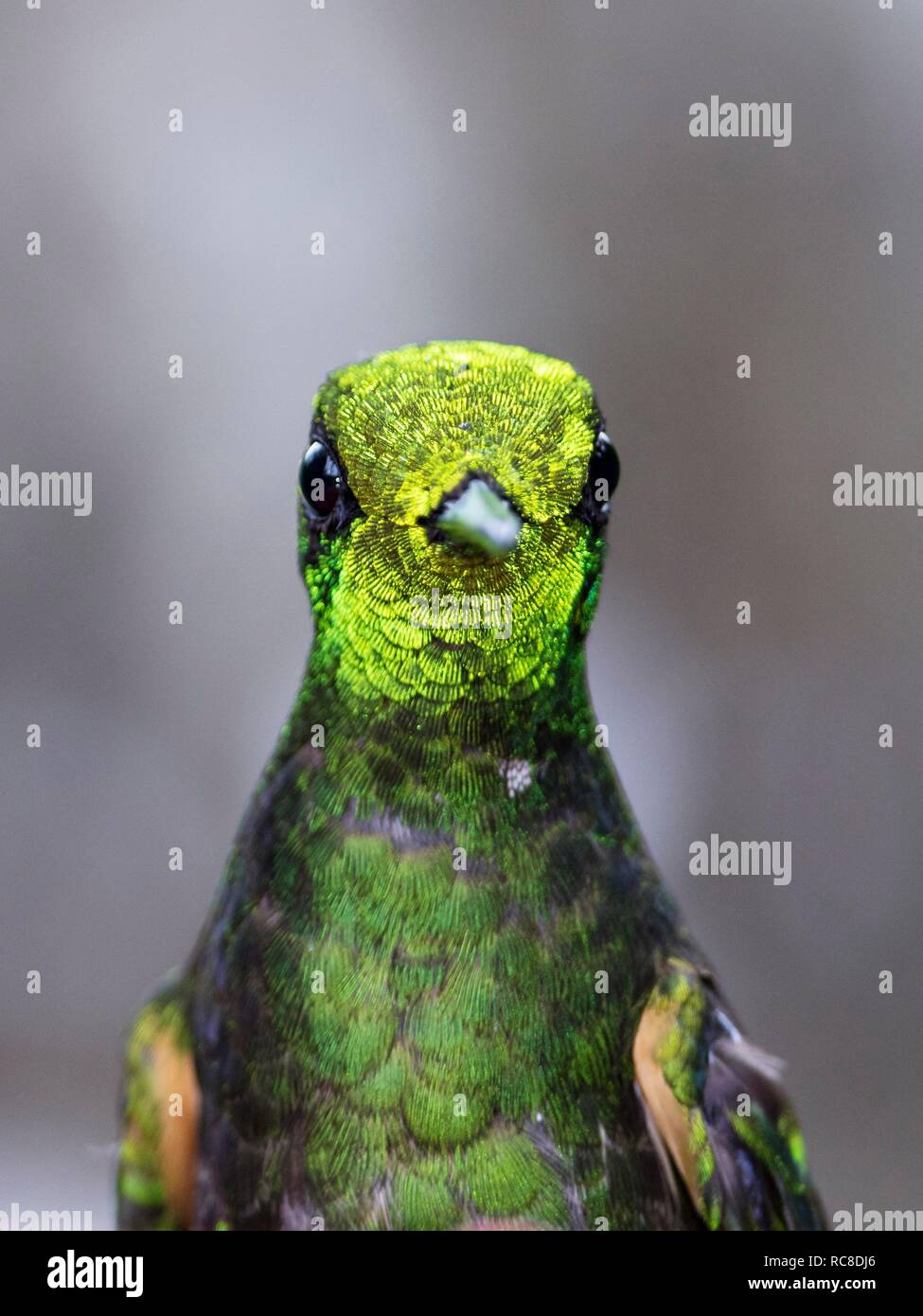 Bufftailed (Boissonneaua flavescens), animal portrait