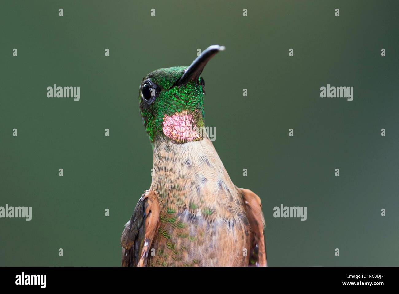 Fawn-breasted brilliant (Heliodoxa rubinoides), animal portrait, Rainforest, Cloud Forest, Northwest Ecuador, Ecuador Stock Photo