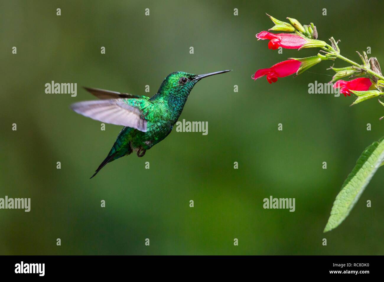 Blue-tailed emerald (Chlorostilbon mellisugus) with red flower, flying, rainforest, cloud forest, northwestern Ecuador, Ecuador Stock Photo