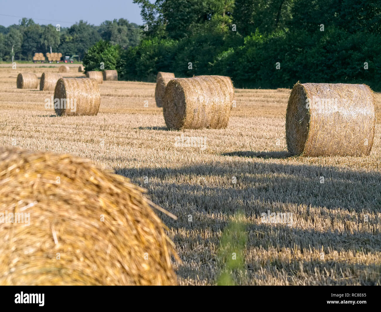 Bales of straw on a stubble field in Niedersachsen near Barum, Elbmarsch, Germany. Stock Photo