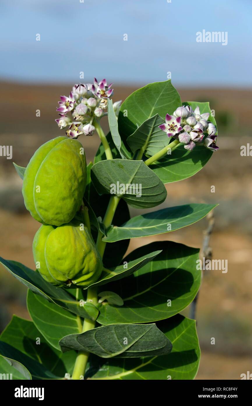 Apple of sodom hires stock photography and images Alamy