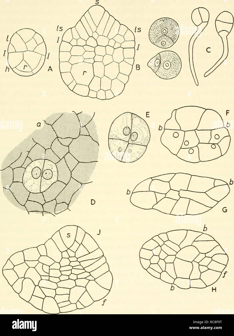 . Embryogenesis in plants. Embryology. Fig. 21. Embryogeny in Equisetiim A, B, E. anense. Young and older embryo, in longitudinal section (after Sade- beck); I-I, first wall of zygote, at right-angles to archegonial neck. C, E. maximum. Germinating spores. D-J, E. debile. Development of embryo; the first or basal wall, b-b, may vary in position from horizontal to vertical and the embryo, which may pass through an almost perfect octant stage, tends to become flattened; the shoot apex, and perhaps the first root are of epibasal origin, the hypobasal cell giving rise to the very large foot; s, sh Stock Photo