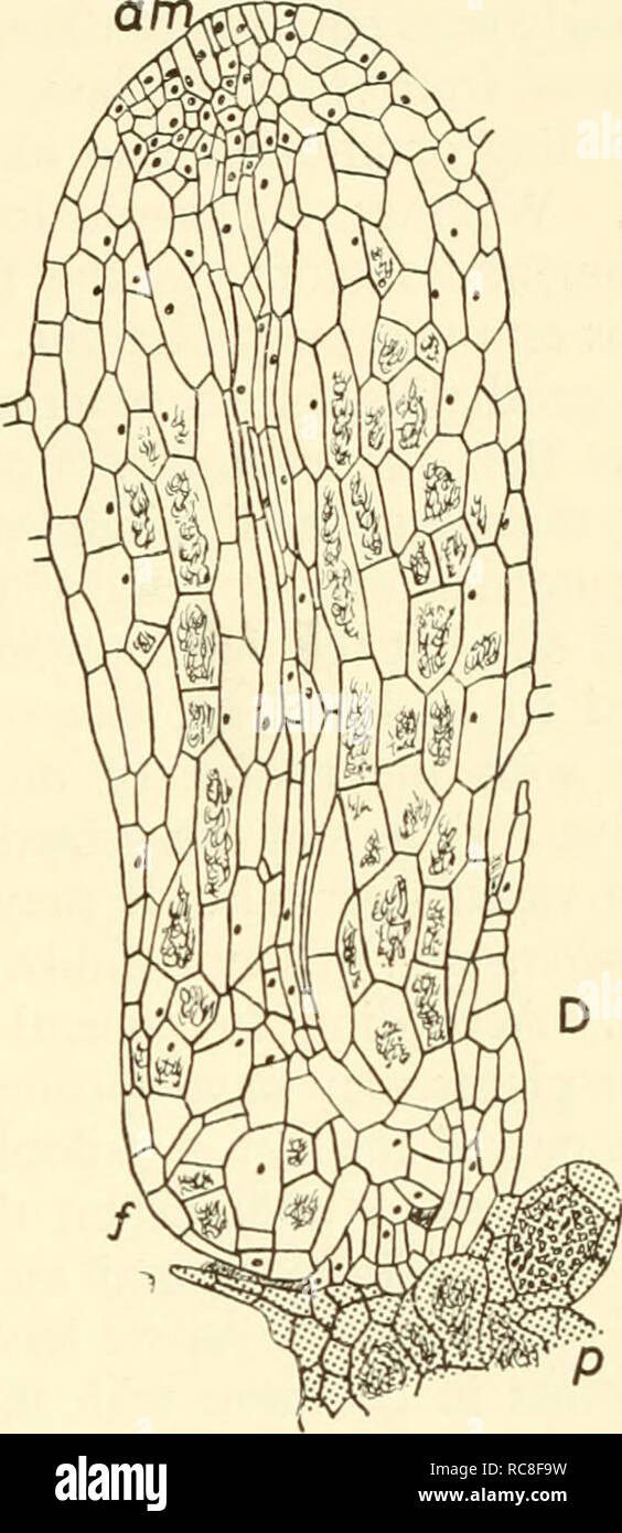 . Embryogenesis in plants. Embryology. Fig. 20. Psilotum triquetrum A-D, Stages in the embryonic development as seen in longitudinal section; I-I, first partition wall; a, neck of archegonium; s, shoot segment; /, foot segment; aw, apical meristem. (A-C, x 137; D, x 50; after Holloway). to the Psilophytales, e.g. the rootless, leafless fossils, Rhynia and Psilophytoih it has been generally accepted that the living Psilotales, of which no immediate or direct fossil ancestors are known, are simple and primitive plant organisations which have remained relatively unchanged over vast periods of tim Stock Photo