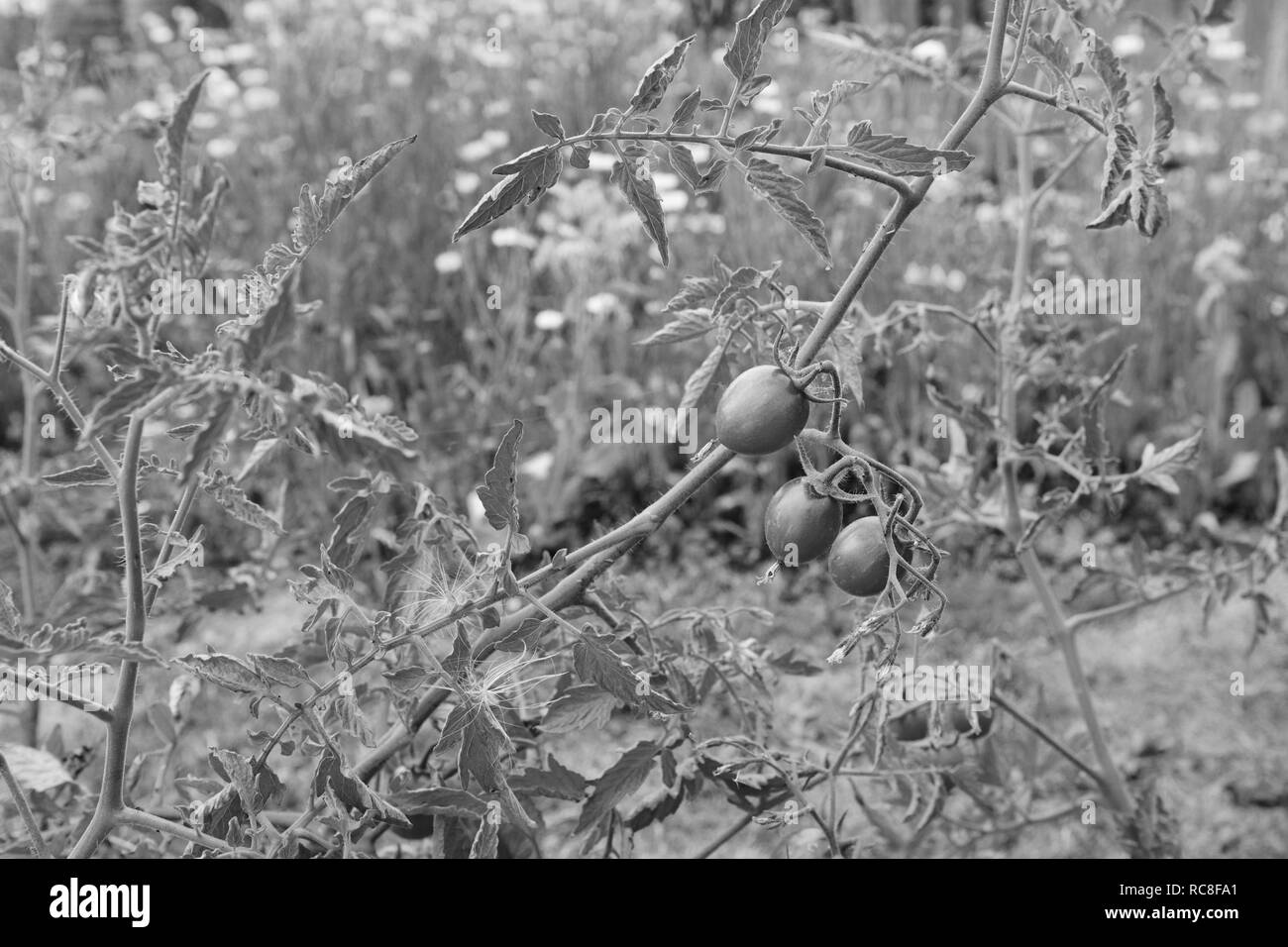Three tomatoes on a tomato plant, still bearing the dried flower on the end of the fruit. Allotment flowers stand beyond - monochrome processing Stock Photo