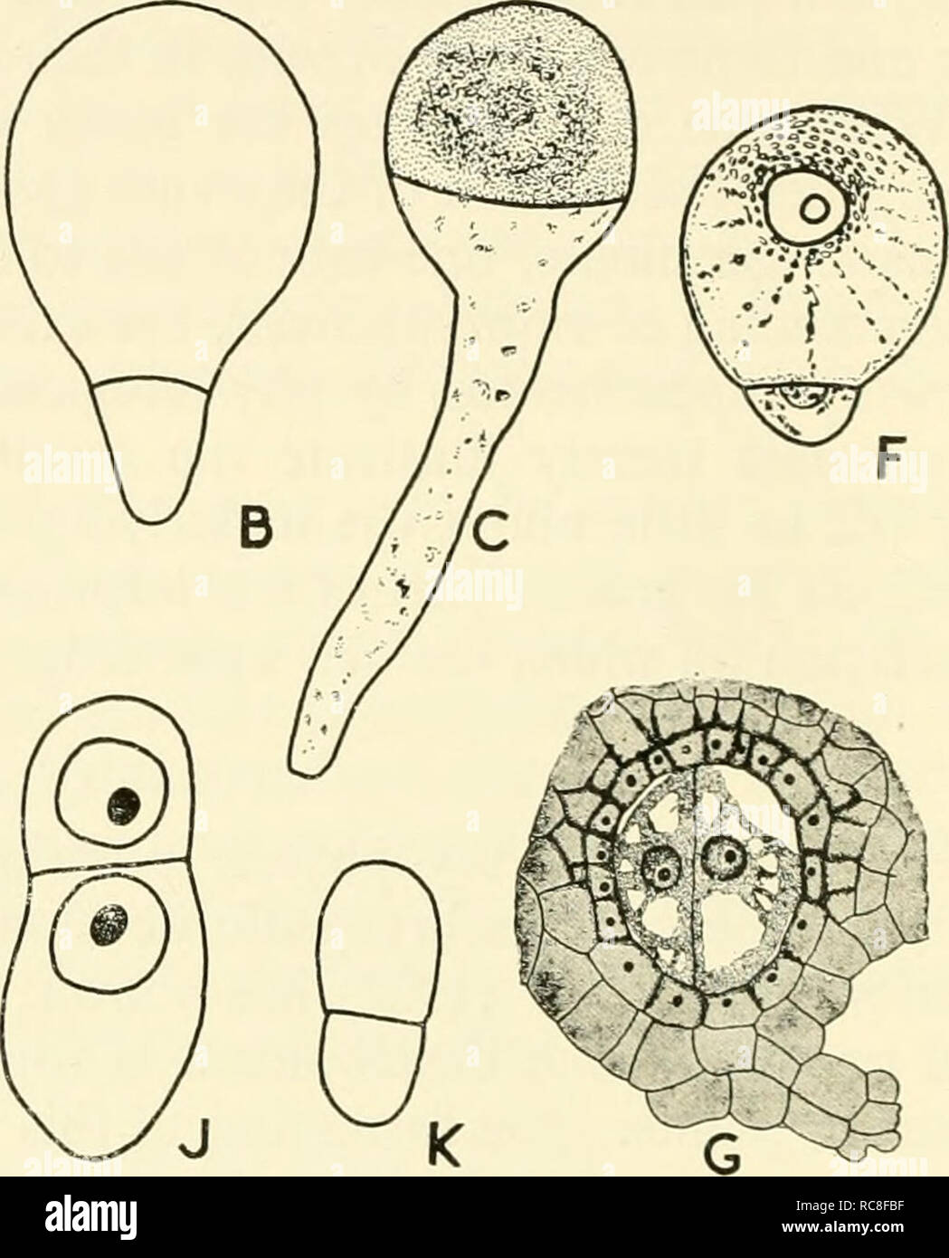 . Embryogenesis in plants. Embryology. Fig. 2. The first division of the zygote or spore in different groups A, Spirogyra velata, germinating zygospore (after West and Fritsch). B, Fitcus sp. (after Rostafinski). C, Polysiphonia alrorubescens, germinating tetraspore (after Chemin). D, Targionia hypophylla (after Campbell). E, Radiila sp. (after Leitgeb). F, Osmuuda claytoniaiia, germinating spore (after Campbell). G, AdiaiUiim concin- num, divided zygote (after Atkinson). H, Lycopodium phlegmaria (after Treub). J, Clienopodium bonus-hemiciis. K, Liiiida forsteri (after Soueges). prothallus) or Stock Photo
