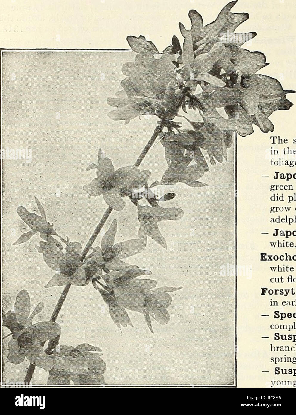 . Dreer's garden book 1930. Seeds Catalogs; Nursery stock Catalogs; Gardening Equipment and supplies Catalogs; Flowers Seeds Catalogs; Vegetables Seeds Catalogs; Fruit Seeds Catalogs. 202 /flEIMM M CHOICE HARDY SHRUBS &gt;HMEIiPlM !. FORSYTHIA Crataegus Oxyacantha Paul's Double (English Hawthorn). This is the finest variety with brilliant scarlet double flowers. Plants 3 to 4 feet high, $2.00 each. Desmodium Penduliflorum. A Shrub which dies to the ground in winter but comes up vigorously in spring, throwing up shoots 3 to 4 feet high, which bear during September attractive sprays of bright ro Stock Photo