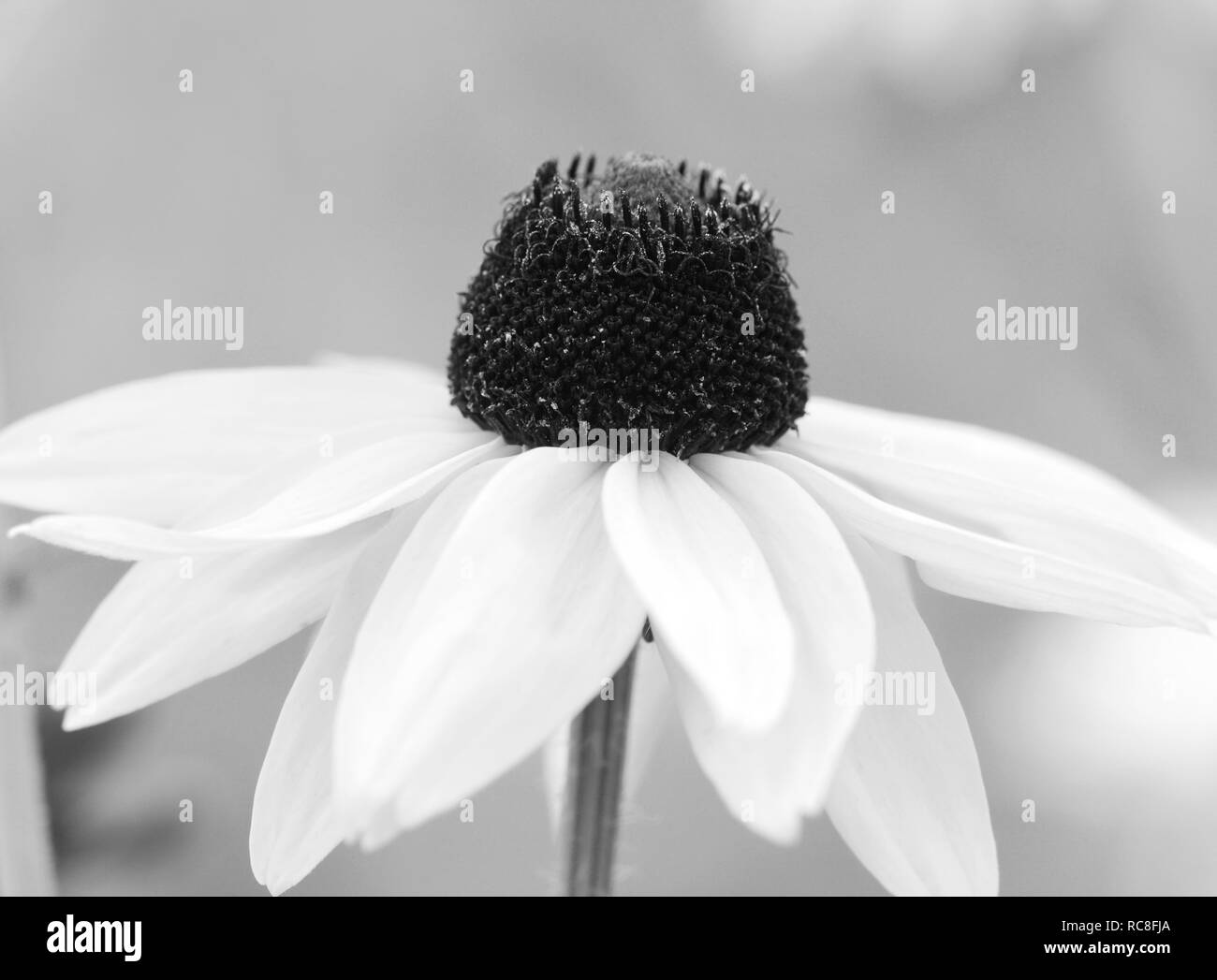 Single Rudbeckia Marmalade flower. Also known as Coneflower and Black ...