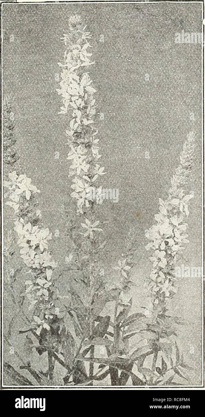 . Dreer's garden book 1930. Seeds Catalogs; Nursery stock Catalogs; Gardening Equipment and supplies Catalogs; Flowers Seeds Catalogs; Vegetables Seeds Catalogs; Fruit Seeds Catalogs. Lysimachia Clethroides Lysimachia Clethroides {Goose-neck, Loose-strife)' A fine hardy variety about 2 feet high&gt; long, dense, recurved spikes of pure white flowers from July to September. 35 cts. each; $3.50 per doz. Fortunei. A neat looking plant grow- ing 18 inches high with dense upright spikes of white flowers in August. The foliage turns to an attractive brilliant bronzy red in early autumn. 35 cts. each Stock Photo