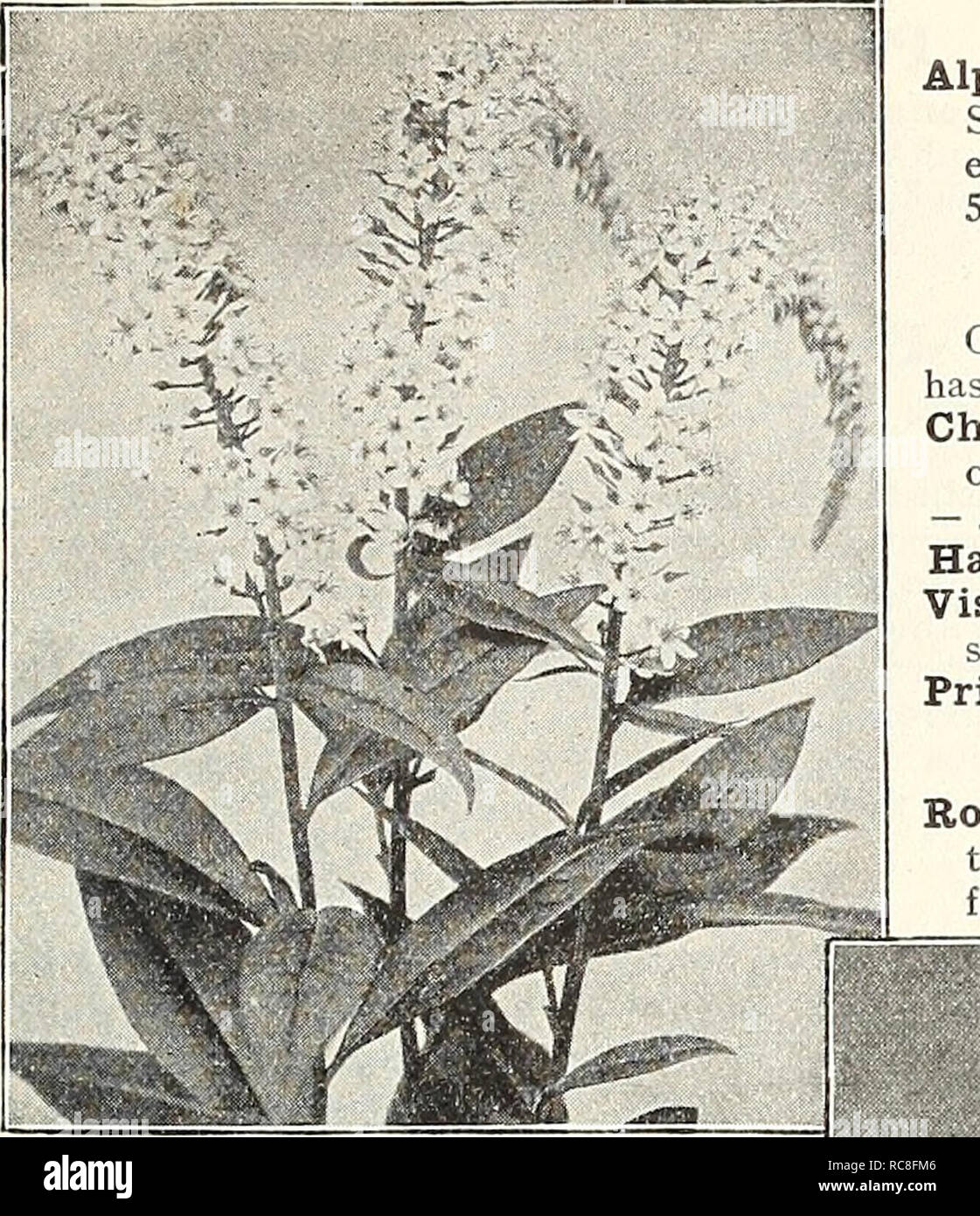 . Dreer's garden book 1930. Seeds Catalogs; Nursery stock Catalogs; Gardening Equipment and supplies Catalogs; Flowers Seeds Catalogs; Vegetables Seeds Catalogs; Fruit Seeds Catalogs. /»yAJTO HARDY PERENNIAL PIANTS «m 187. Lysimachia Clethroides Lysimachia Clethroides {Goose-neck, Loose-strife)' A fine hardy variety about 2 feet high&gt; long, dense, recurved spikes of pure white flowers from July to September. 35 cts. each; $3.50 per doz. Fortunei. A neat looking plant grow- ing 18 inches high with dense upright spikes of white flowers in August. The foliage turns to an attractive brilliant b Stock Photo