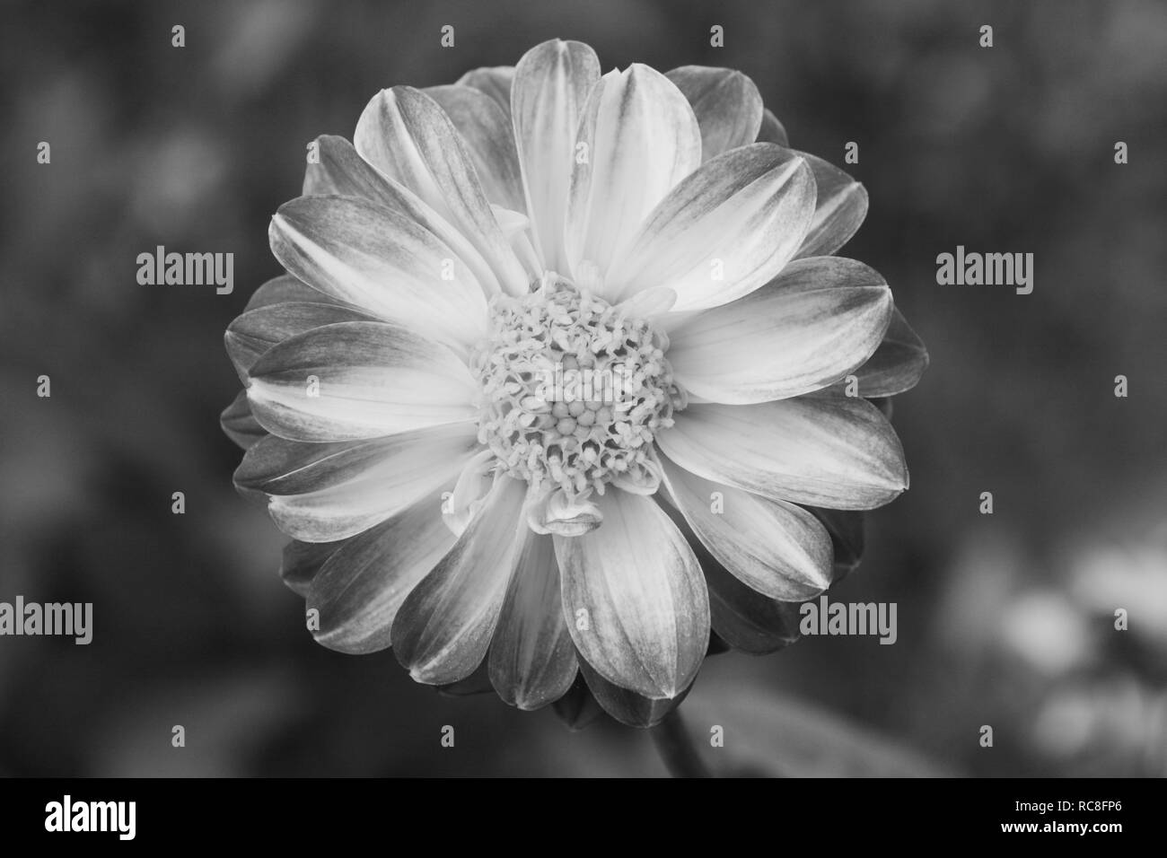 Dahlia flower with light petals with dark tips - monochrome processing Stock Photo