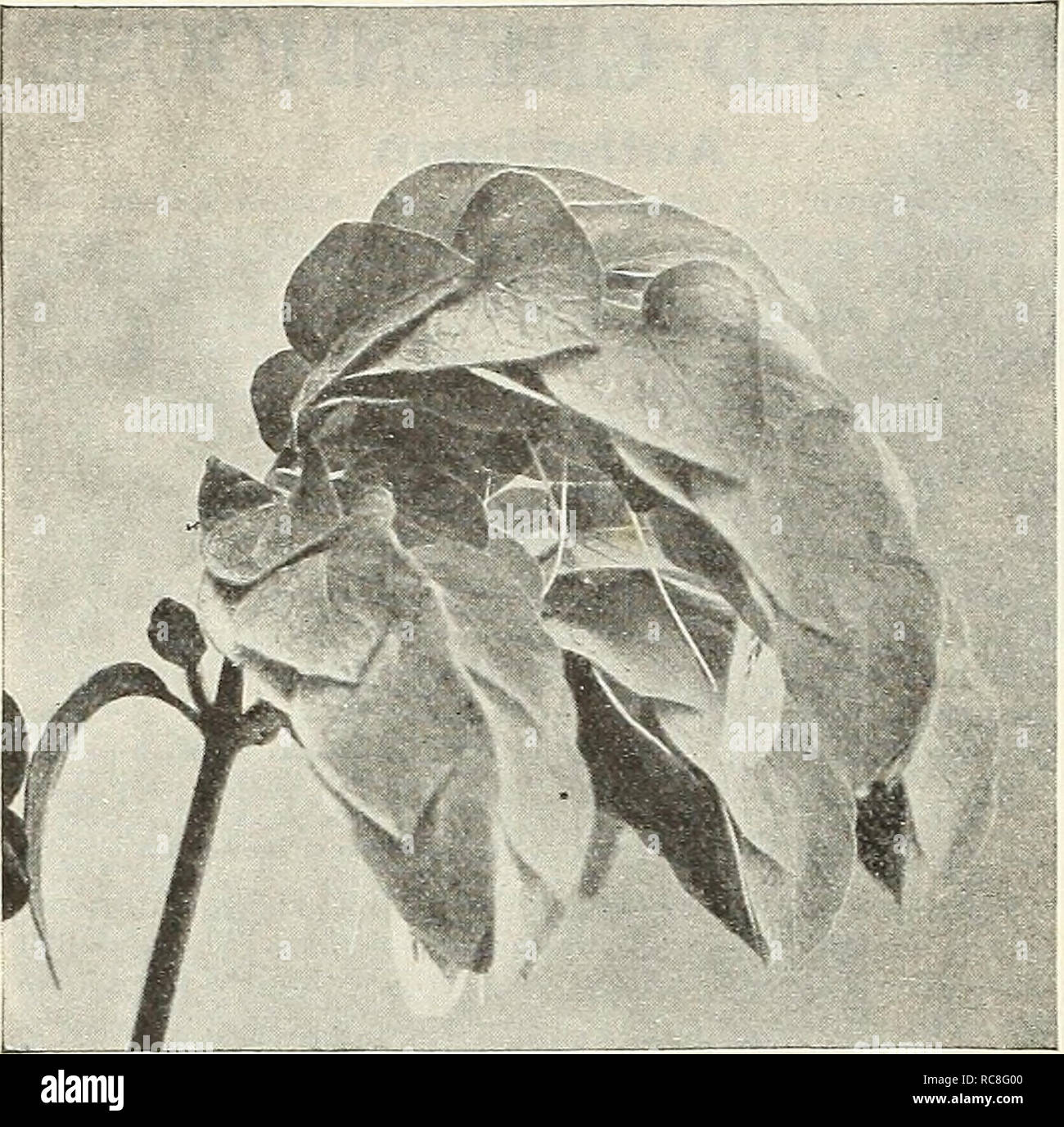 . Dreer's garden book 1930. Seeds Catalogs; Nursery stock Catalogs; Gardening Equipment and supplies Catalogs; Flowers Seeds Catalogs; Vegetables Seeds Catalogs; Fruit Seeds Catalogs. 130 fejj—,— ' GARDEN* QREENH0U8E PlANTiS PHJWJHM. Beloperone Guttata Asparagus Plumosus Nanus (Asparagus Fern). There is no better plant for table decoration than this. The foliage is more delicate than that of the finest Fern, being lace-like in its filminess. A plant with half a dozen stalks is a mass of dainty, misty green, among which the stems of a few flowers can be thrust in such a manner as to make a pre Stock Photo