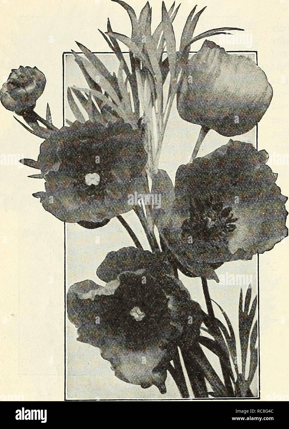 . Dreer's garden book 1930. Seeds Catalogs; Nursery stock Catalogs; Gardening Equipment and supplies Catalogs; Flowers Seeds Catalogs; Vegetables Seeds Catalogs; Fruit Seeds Catalogs. 92 jioragji RELIABLE FLOWER SEEDS; MMBWlt. Hunnemannia (Giant Yellow Tulip Poppy, Santa Barbara Poppy or Bush Eschscholtzia) PER PKT. 2821 Fumariaef olia. This is by far the best ot the poppy family for cutting, remaining in good condition for several days. Seed sown early in May will, by the middle of July, produce plants covered with their large buttercup-yellow poppy-like blossoms, and never out of flower unti Stock Photo