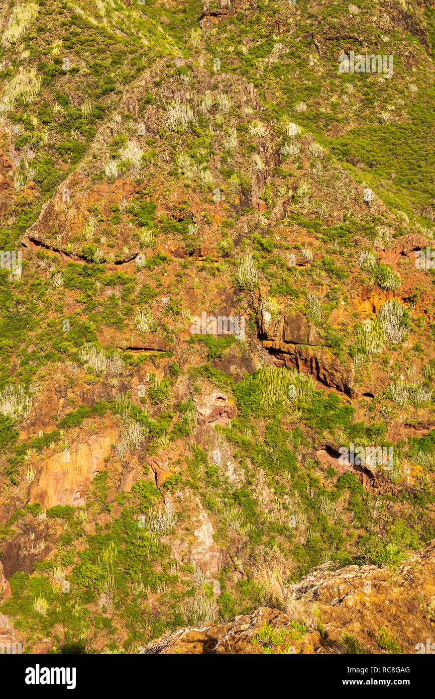 Orange lichen, cactus and shrubs on the cliff side of the Barranco de Tomadero in the Anaga region of Tenerife, Canary Islands, Spain Stock Photo